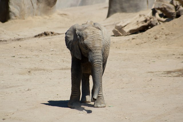 A young elephant stands alone in empty enclosure with a sandy floor. Photo by James Lee.