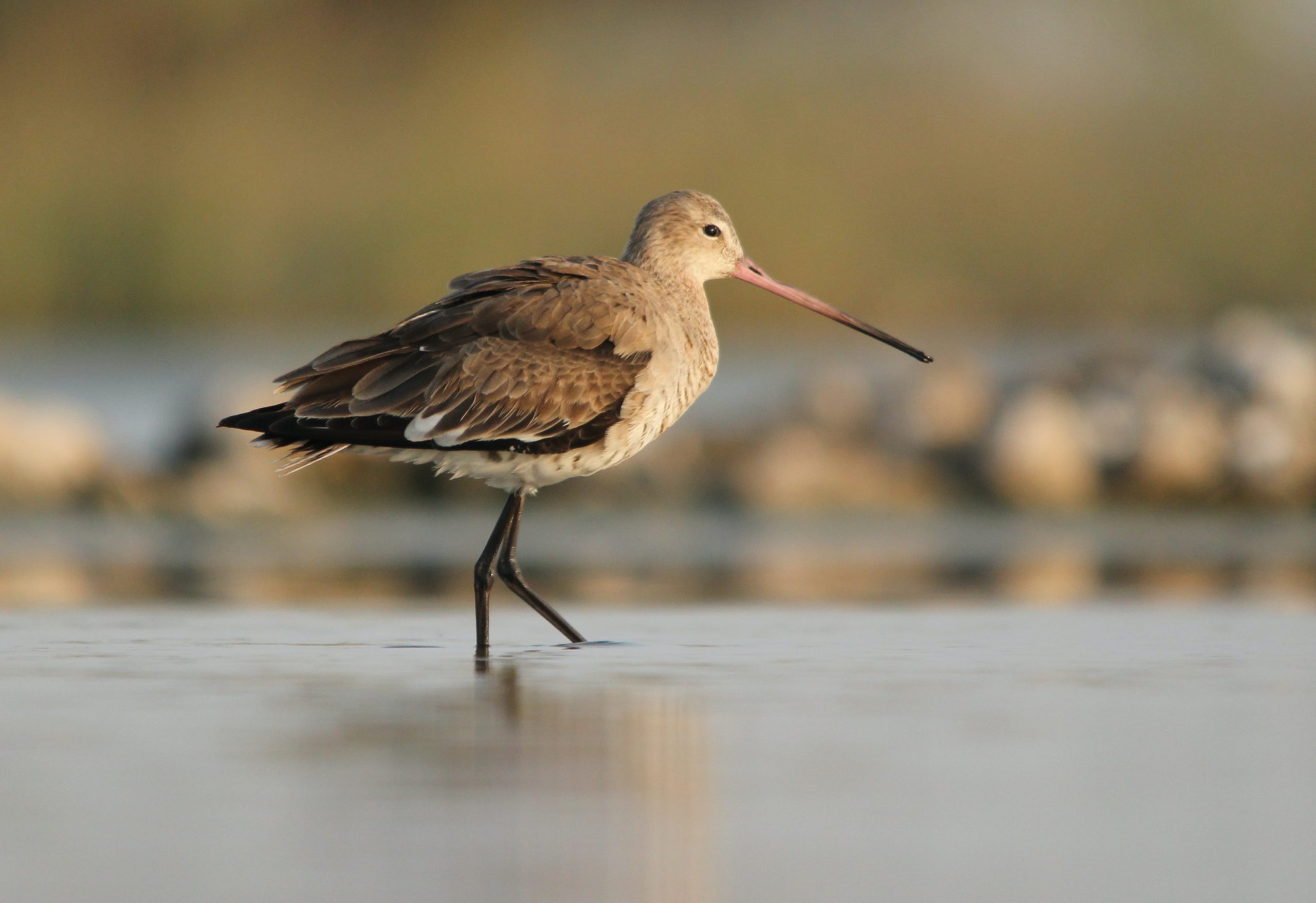 Black-Tailed Godwits want our assist. That is the explanation.