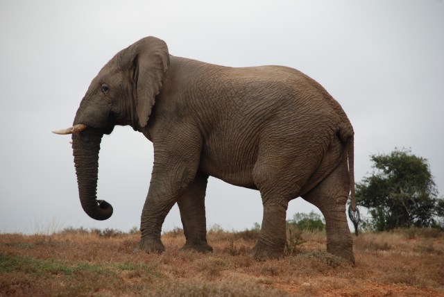 elephant-at-shamwari-game-reserve