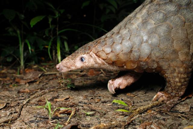 pangolin on the ground