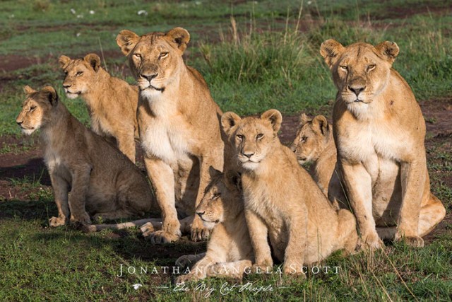 Lionesses from the Marsh Pride