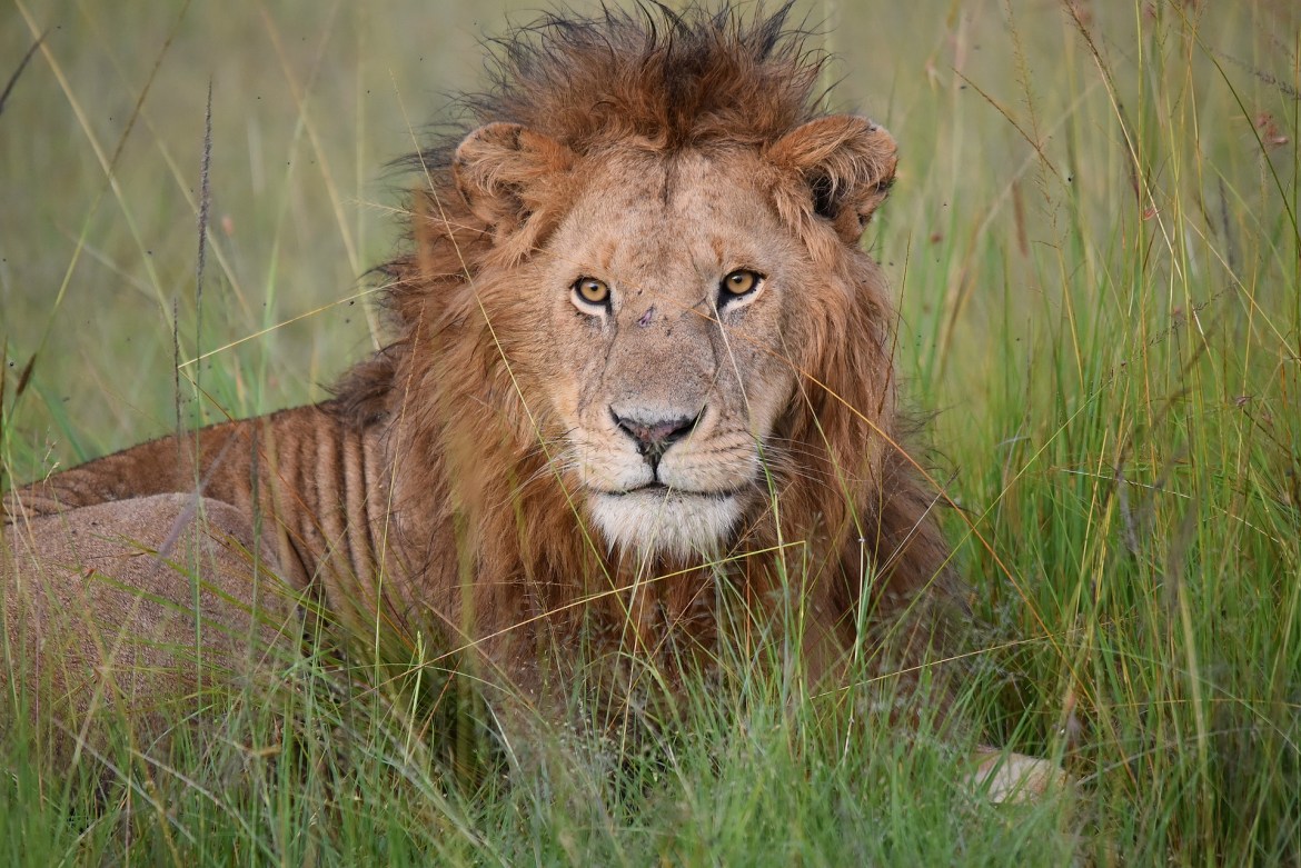 male lion rests in the grass in the maasai mara image by maata