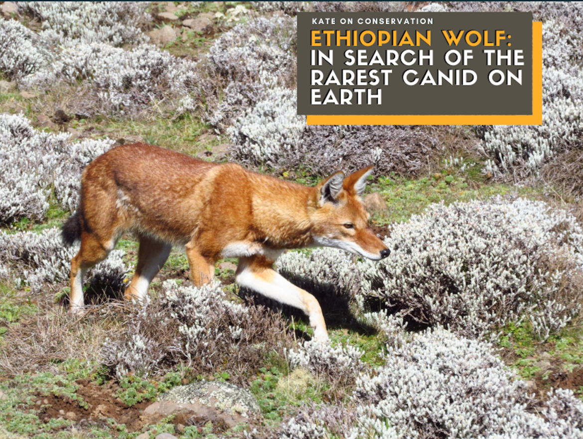 ethiopian wolf in mountains title card