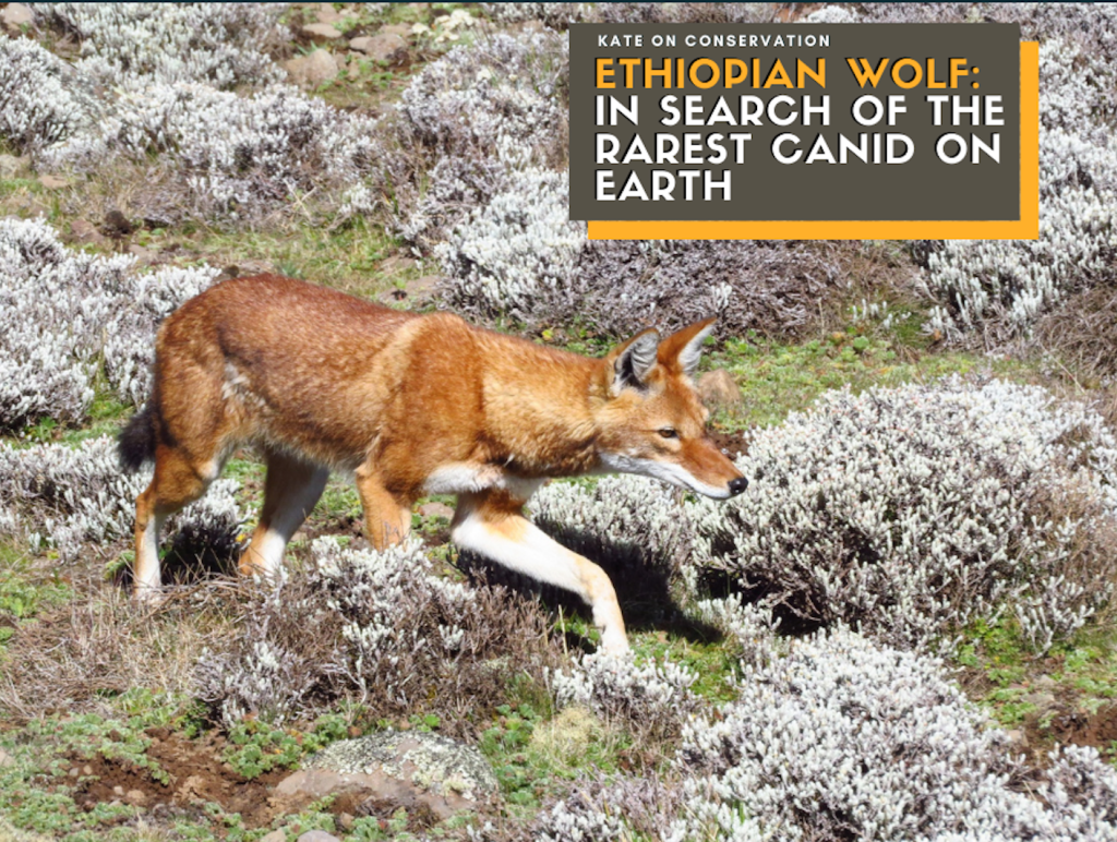 Ethiopian Wolf: Looking for the rarest canid on Earth