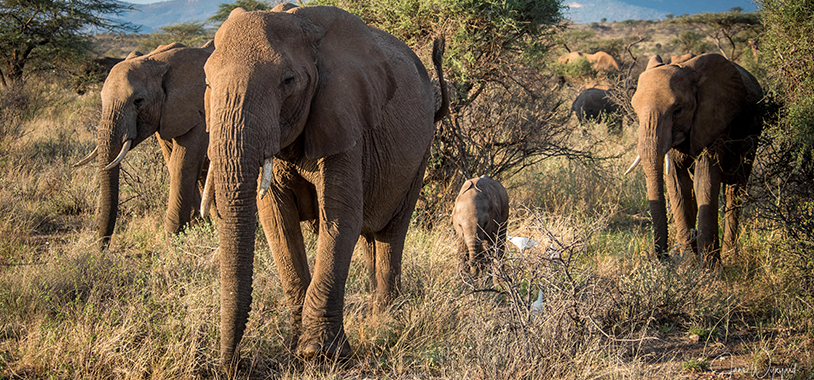 monsoon and calf