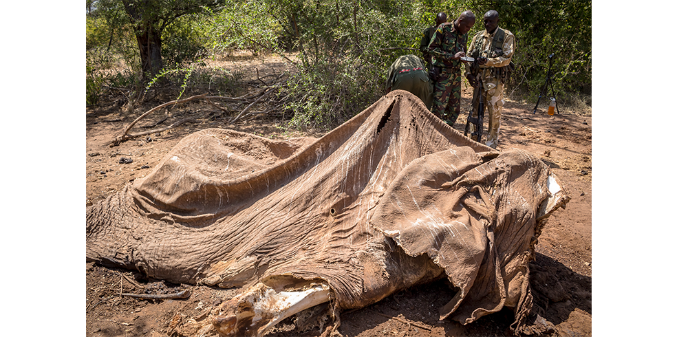 elephant carcass