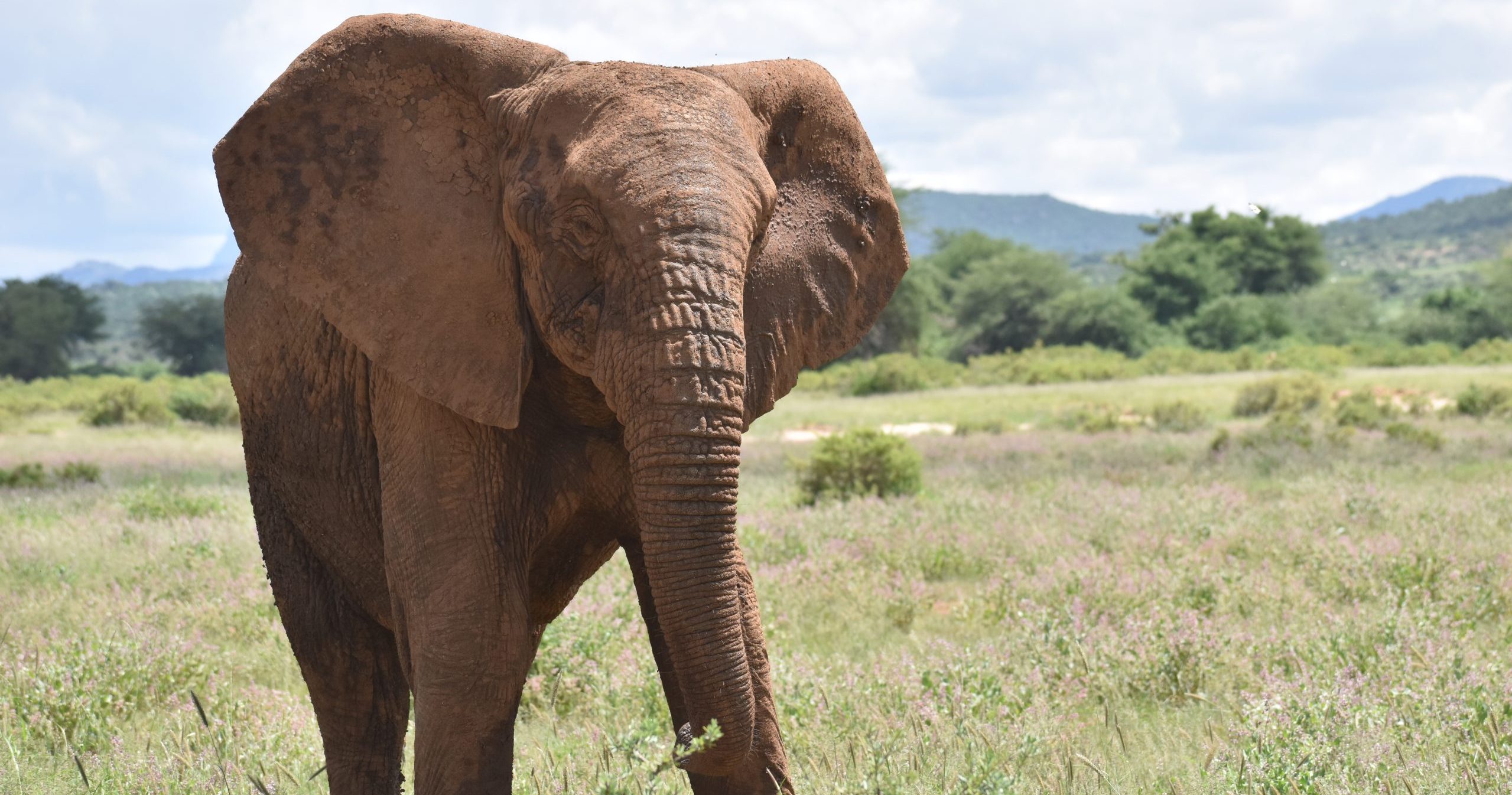 Thriller of Tuskless Male African Elephant Leaves Scientists Puzzled